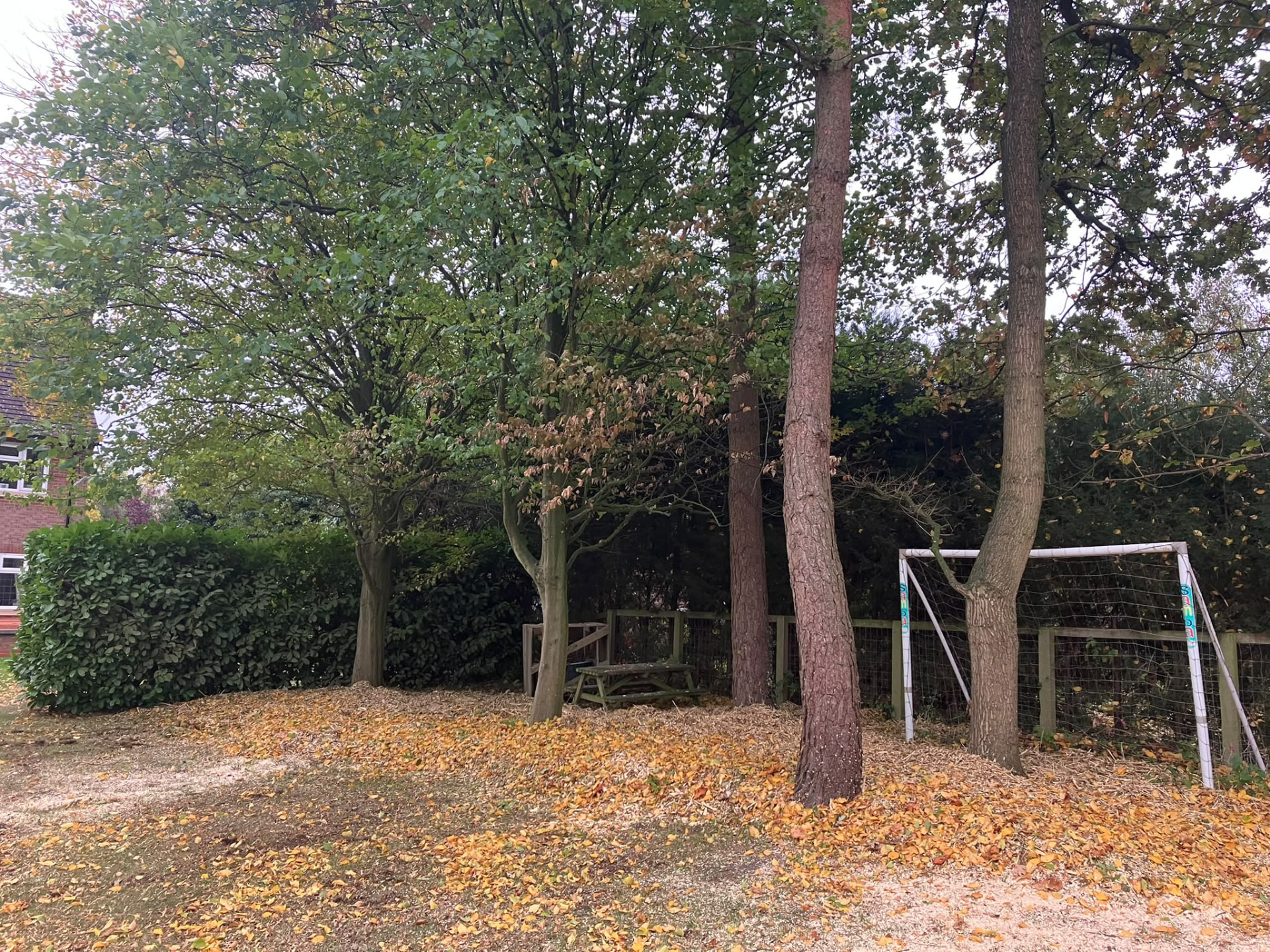 Garden trees after tree work with woodchip spread tidily beneath