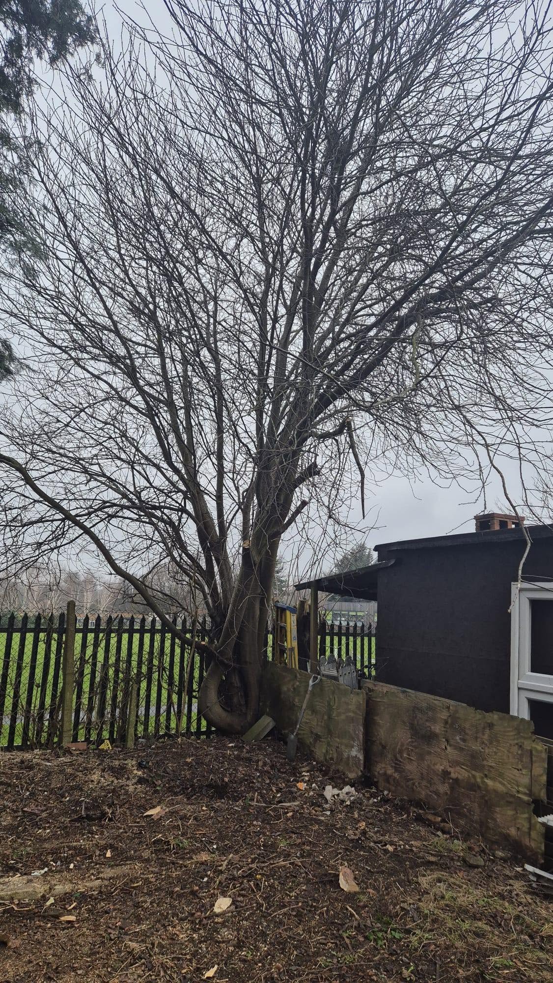 tree removal before photo | Roberts Roots tree surgeon, Kettering