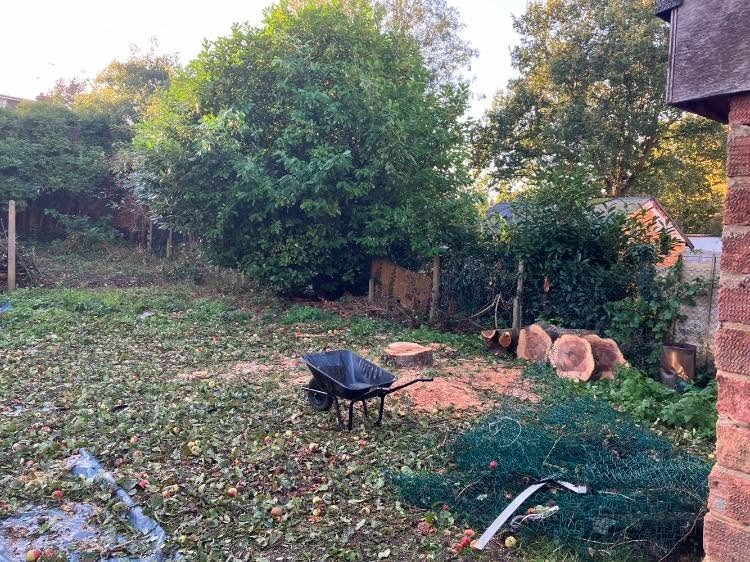 tree removal after photo | Roberts Roots tree surgeon, Kettering
