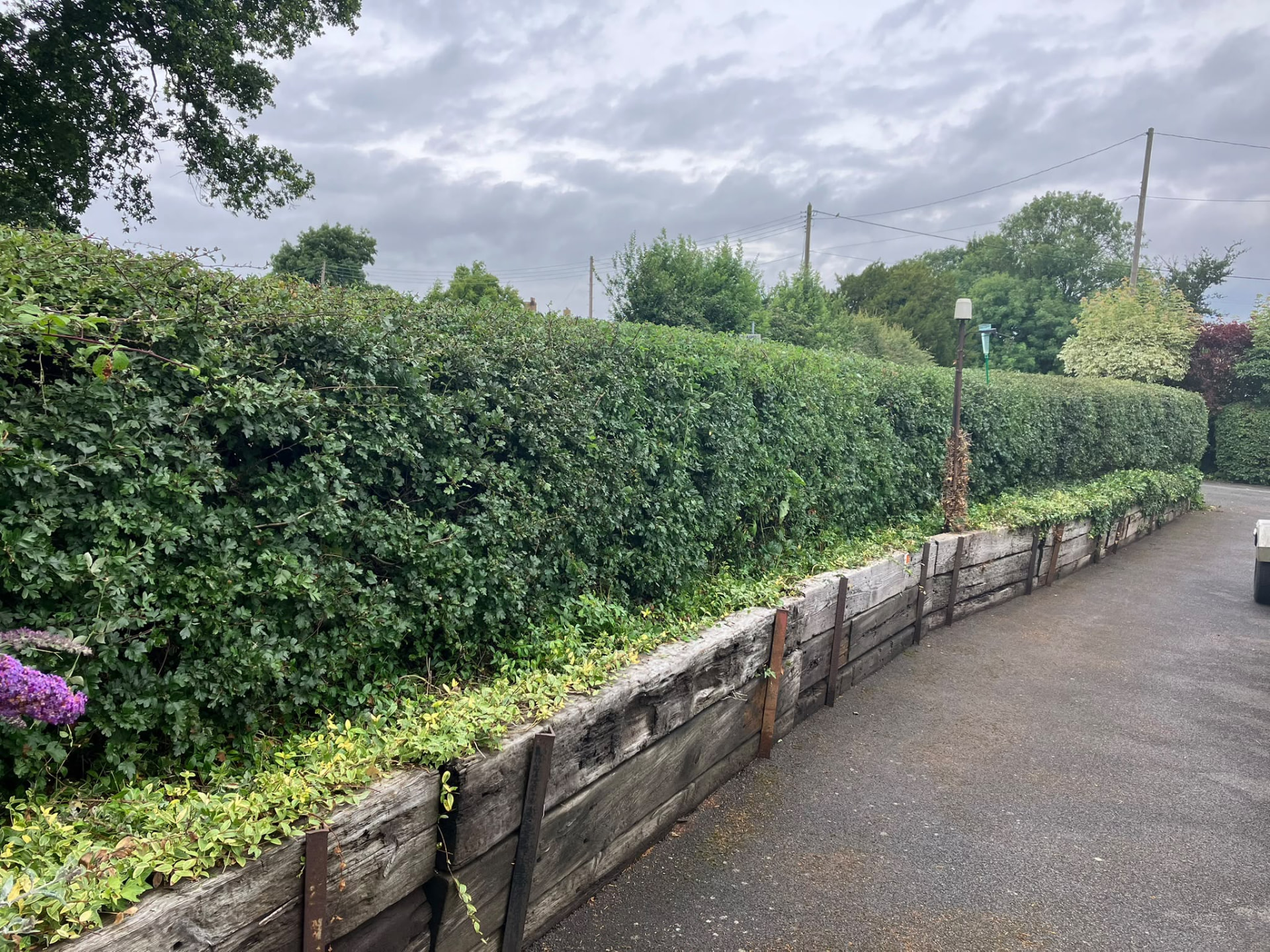 Long hawthorn hedge reduced and shaped above a timber sleeper border along a driveway in Kettering