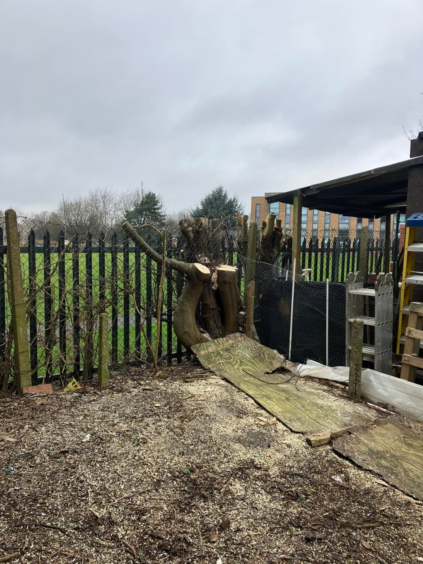 tree removal after photo | Roberts Roots tree surgeon, Kettering