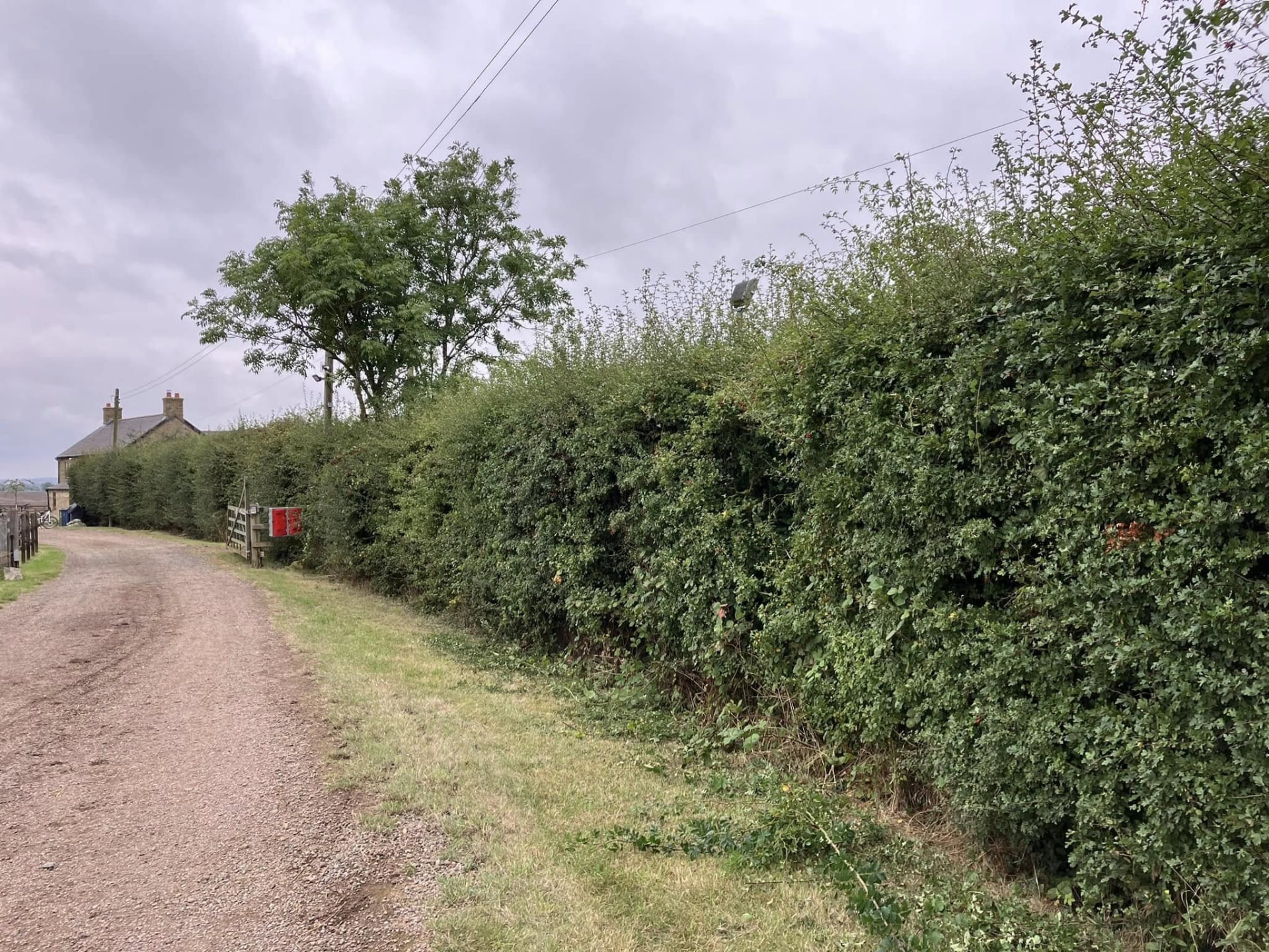 Overgrown hawthorn hedge along a farm track before hedge cutting