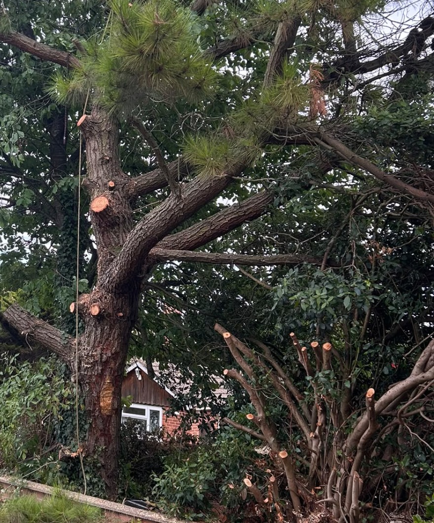 Pine and shrubs with freshly cut limbs after a tree reduction in Kettering