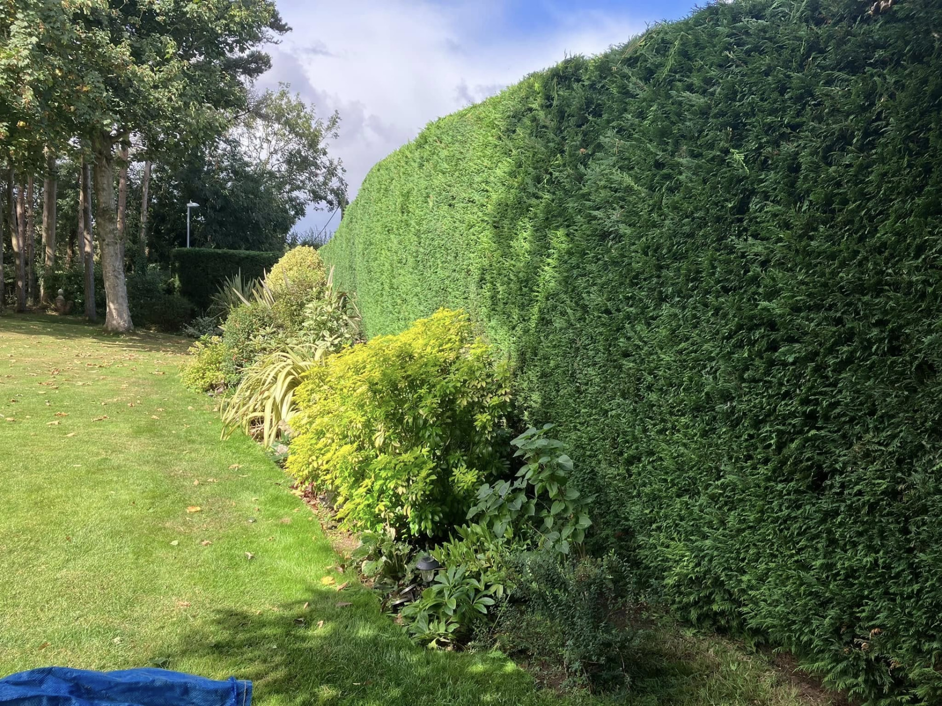 tree removal before photo | Roberts Roots tree surgeon, Kettering