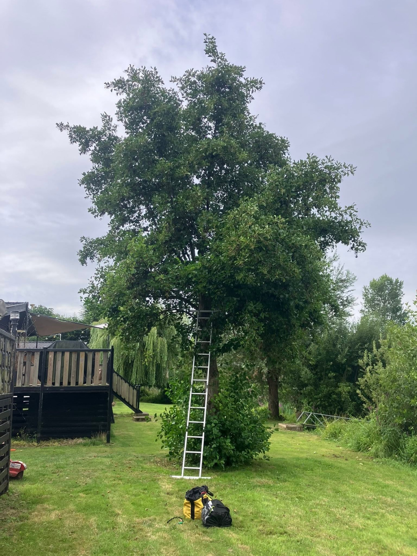 tree removal before photo | Roberts Roots tree surgeon, Kettering