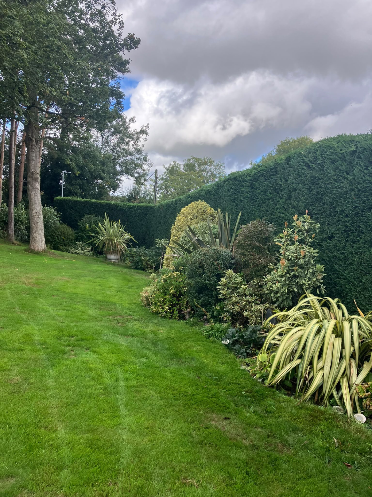 Tall conifer hedge cut smooth and level above a planted border and striped lawn after hedge cutting in Kettering