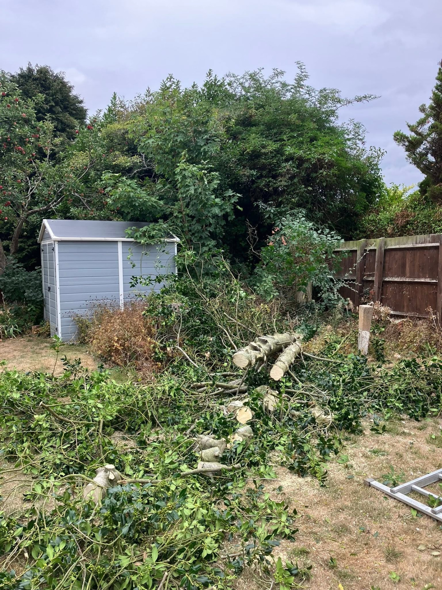 tree removal during photo | Roberts Roots tree surgeon, Kettering