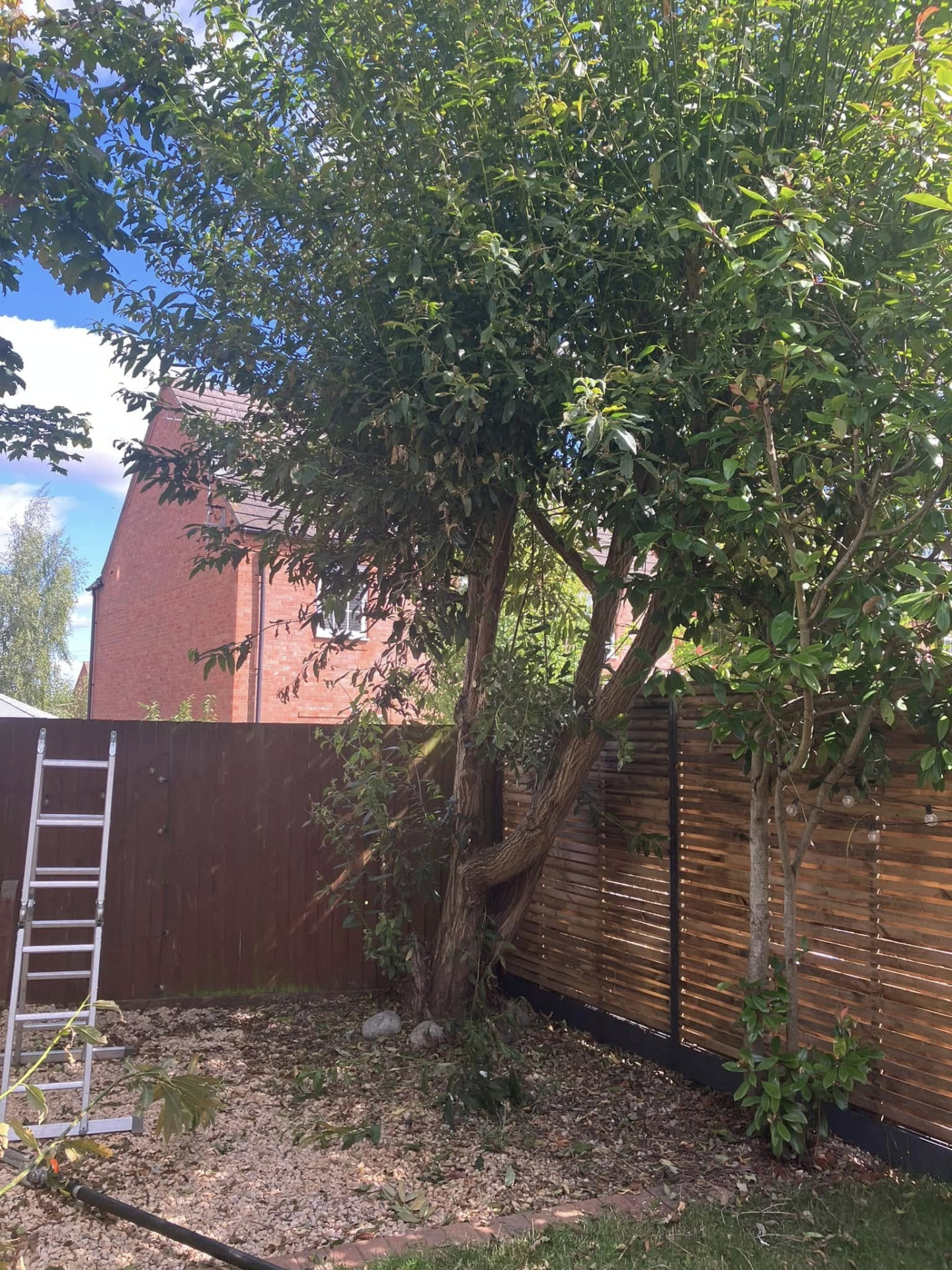 tree removal before photo | Roberts Roots tree surgeon, Kettering