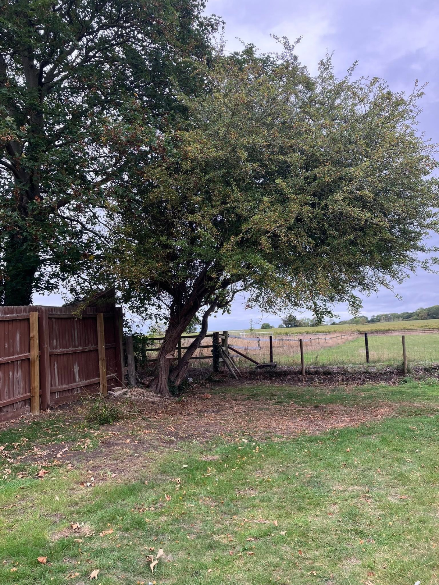 tree removal before photo | Roberts Roots tree surgeon, Kettering