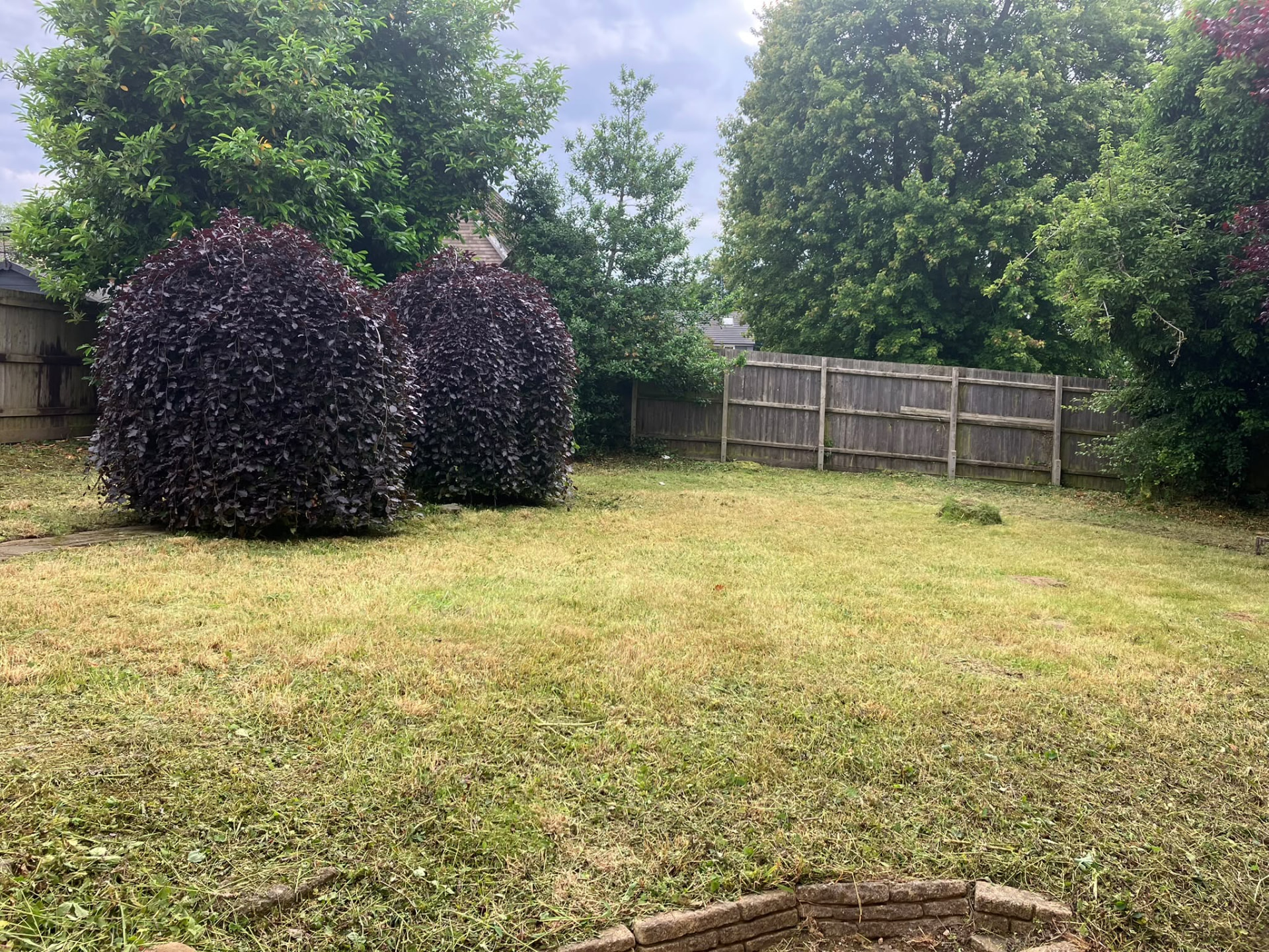 Freshly mown garden with shaped purple weeping beech trees after garden work by Roberts Roots