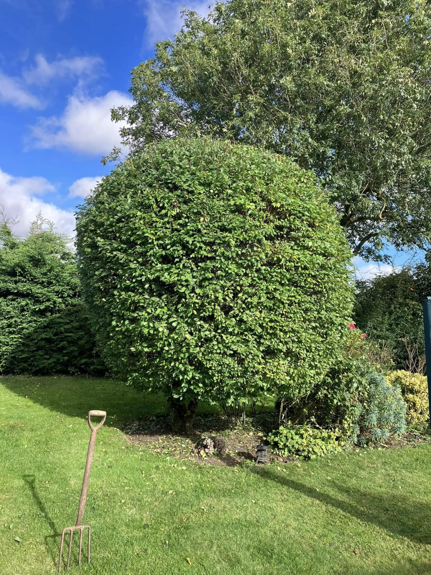 tree reduction after photo | Roberts Roots tree surgeon, Kettering