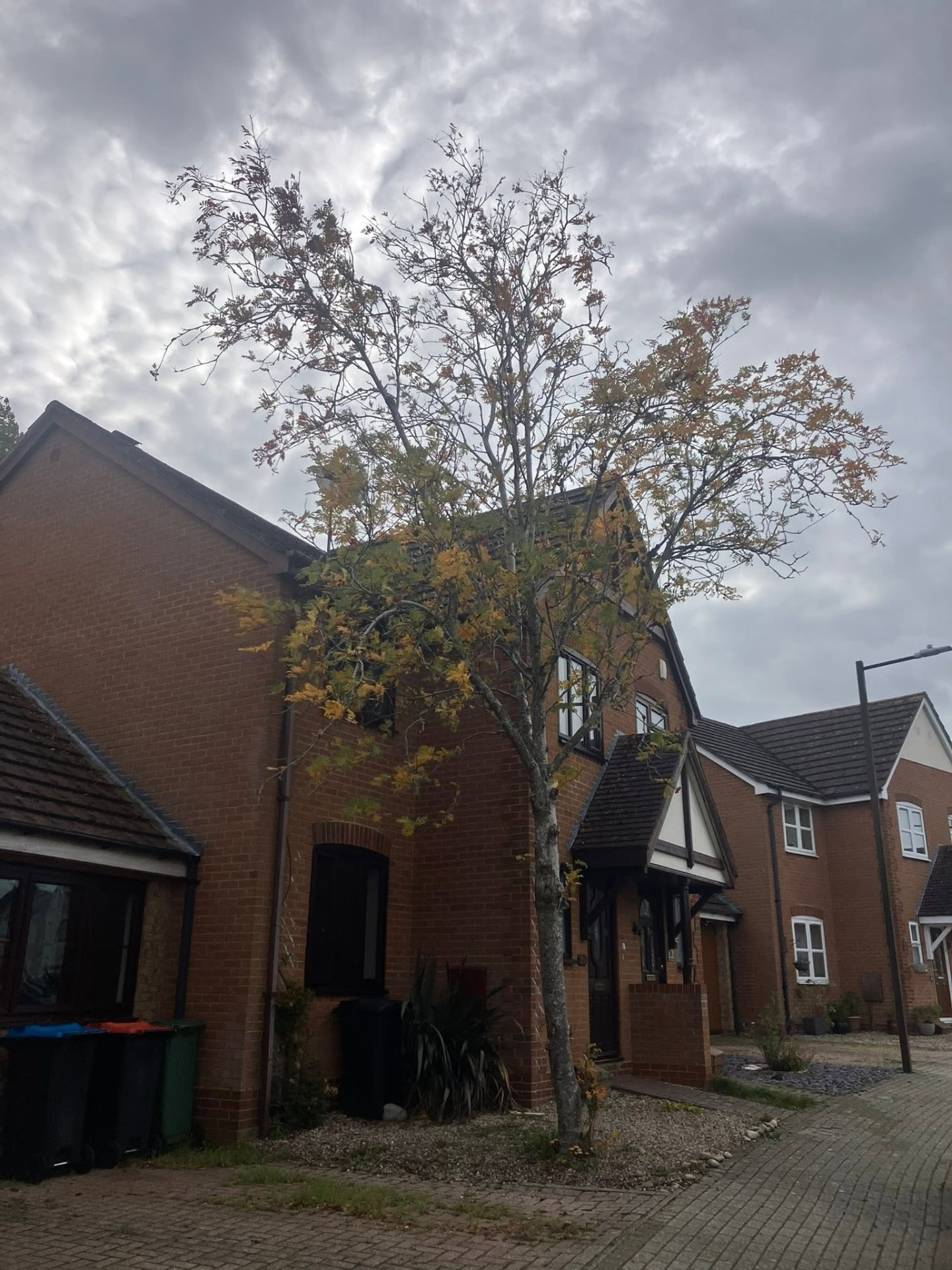 tree removal before photo | Roberts Roots tree surgeon, Kettering