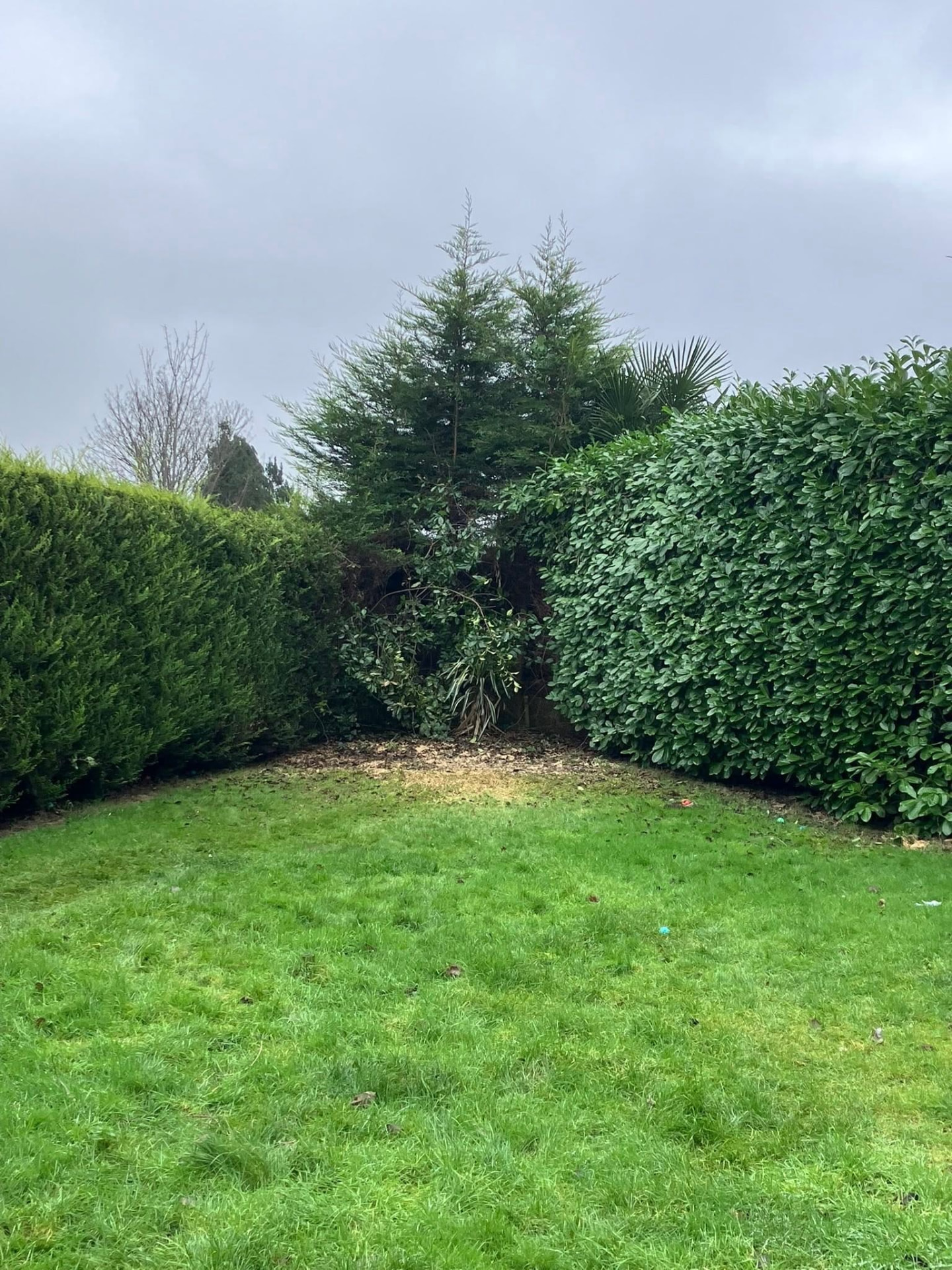 tree removal after photo | Roberts Roots tree surgeon, Kettering