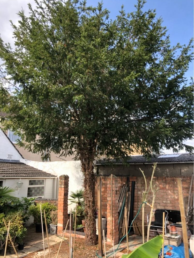 tree removal before photo | Roberts Roots tree surgeon, Kettering