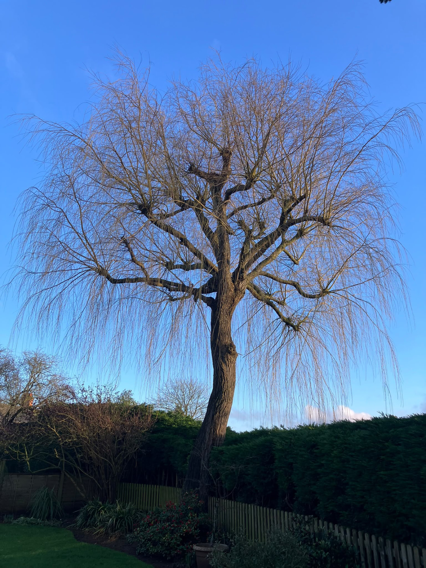 Weeping willow neatly crown reduced in a Northamptonshire garden