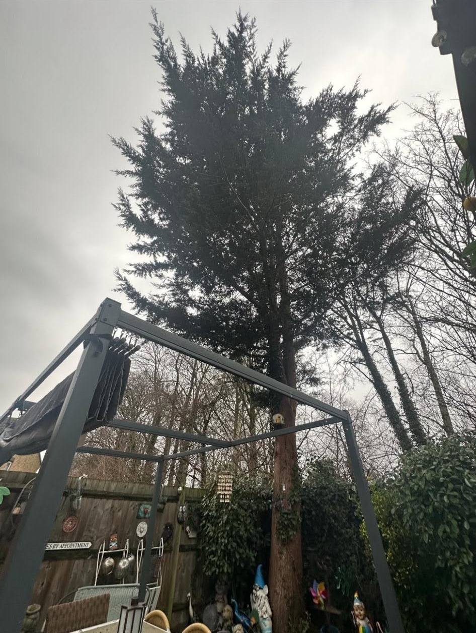 tree removal before photo | Roberts Roots tree surgeon, Kettering