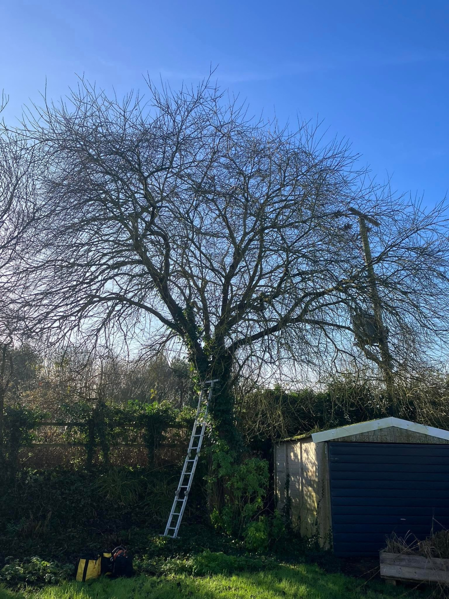 tree reduction before photo | Roberts Roots tree surgeon, Kettering