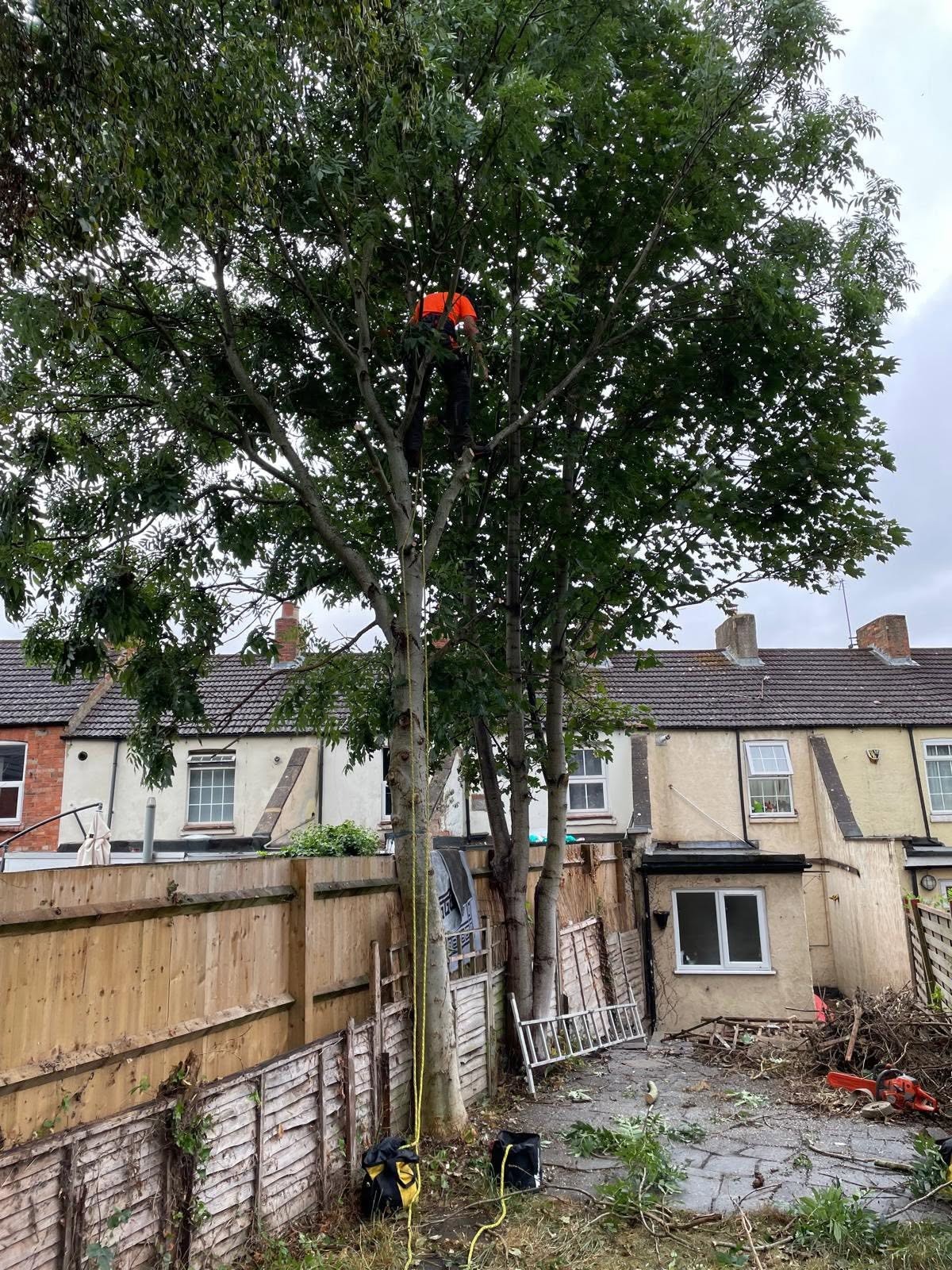 tree removal during photo | Roberts Roots tree surgeon, Kettering