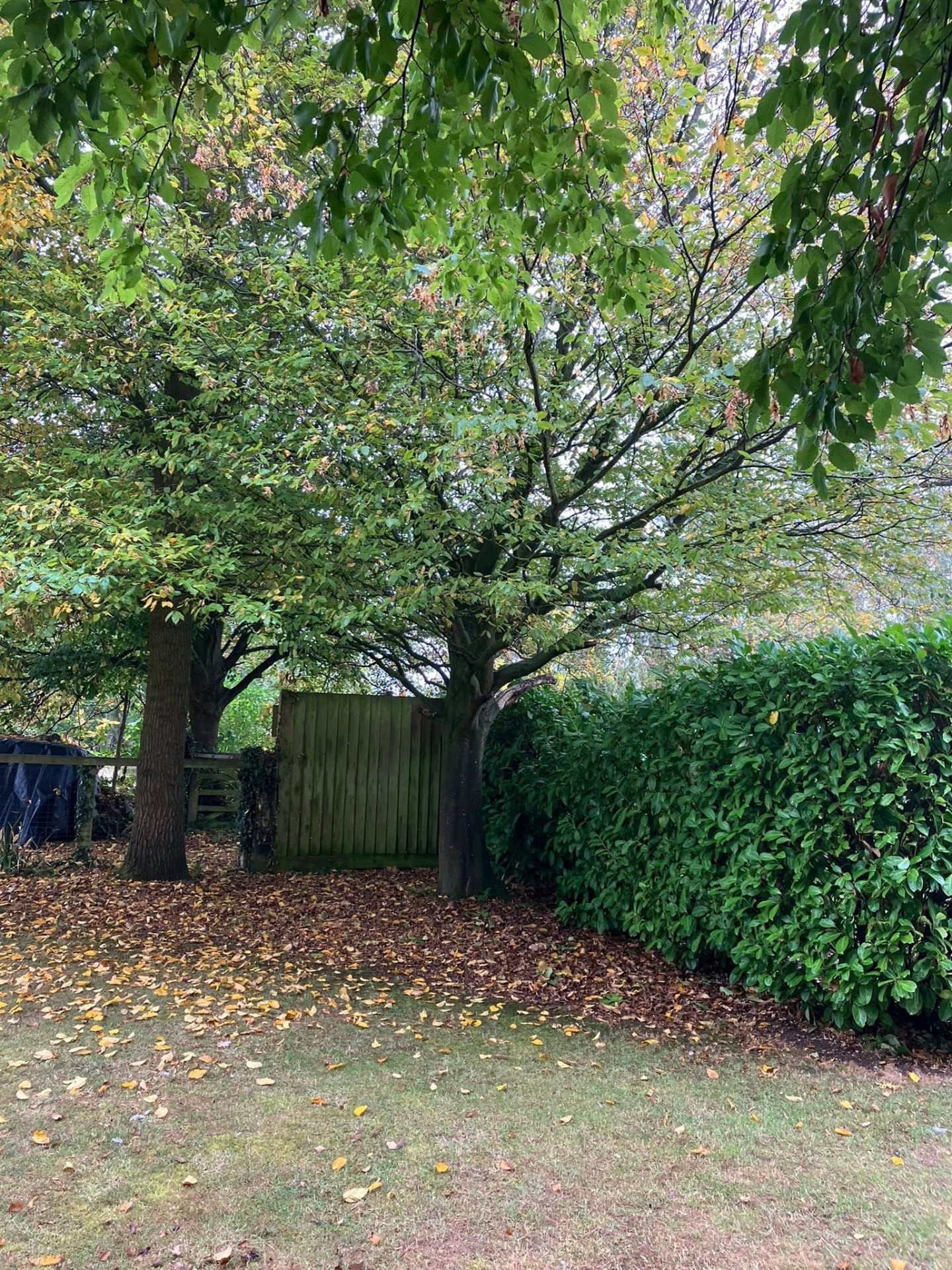 tree removal before photo | Roberts Roots tree surgeon, Kettering