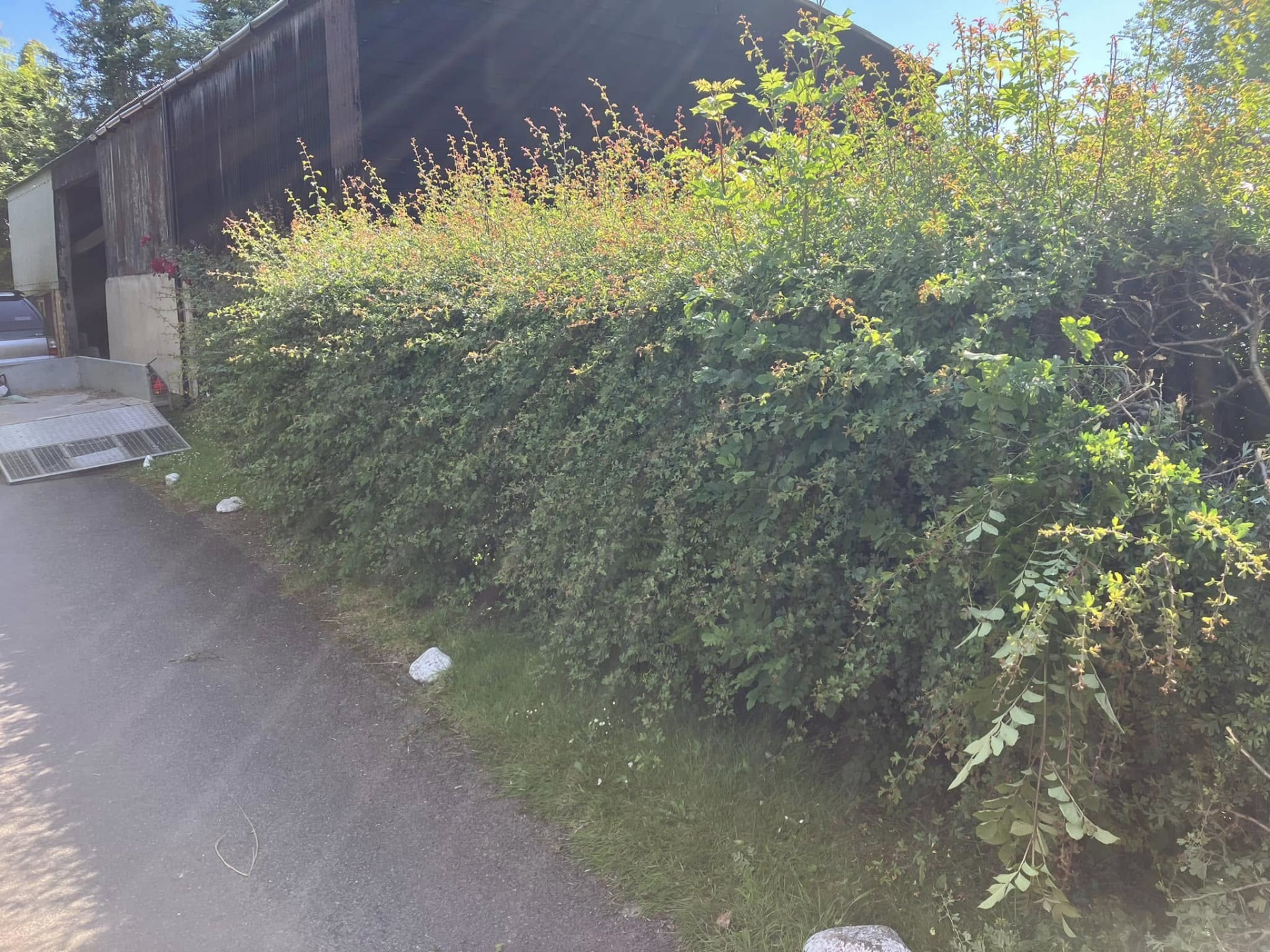 hedge cutting before photo | Roberts Roots tree surgeon, Kettering