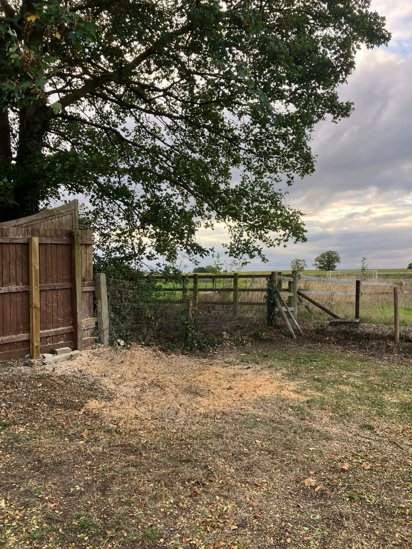 tree removal after photo | Roberts Roots tree surgeon, Kettering