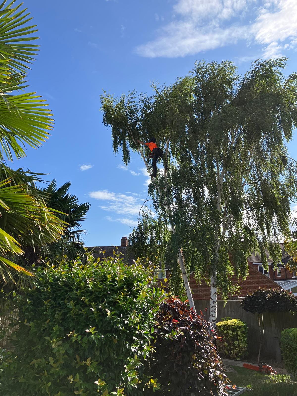 Tree surgeon climbing a tall silver birch with a chainsaw to fell it in sections in a Kettering back garden
