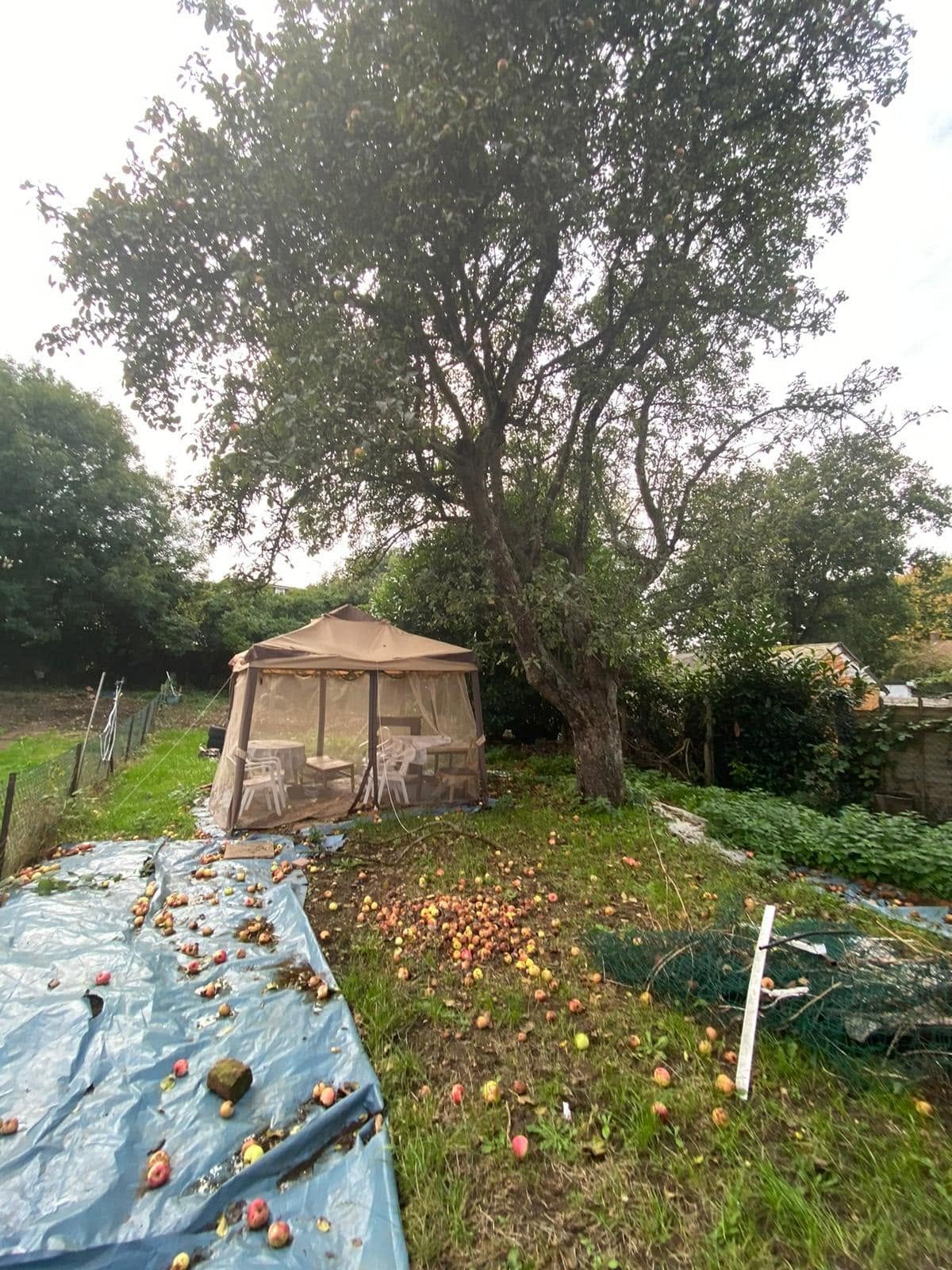 tree removal before photo | Roberts Roots tree surgeon, Kettering