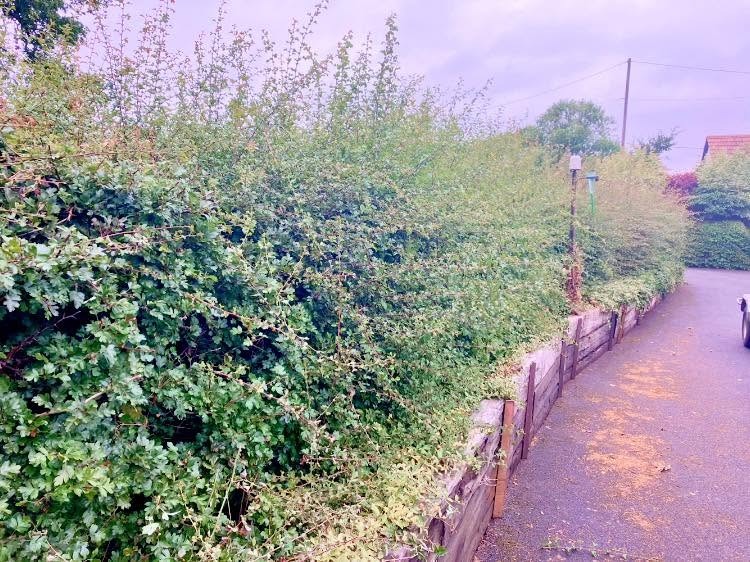 hedge cutting before photo | Roberts Roots tree surgeon, Kettering