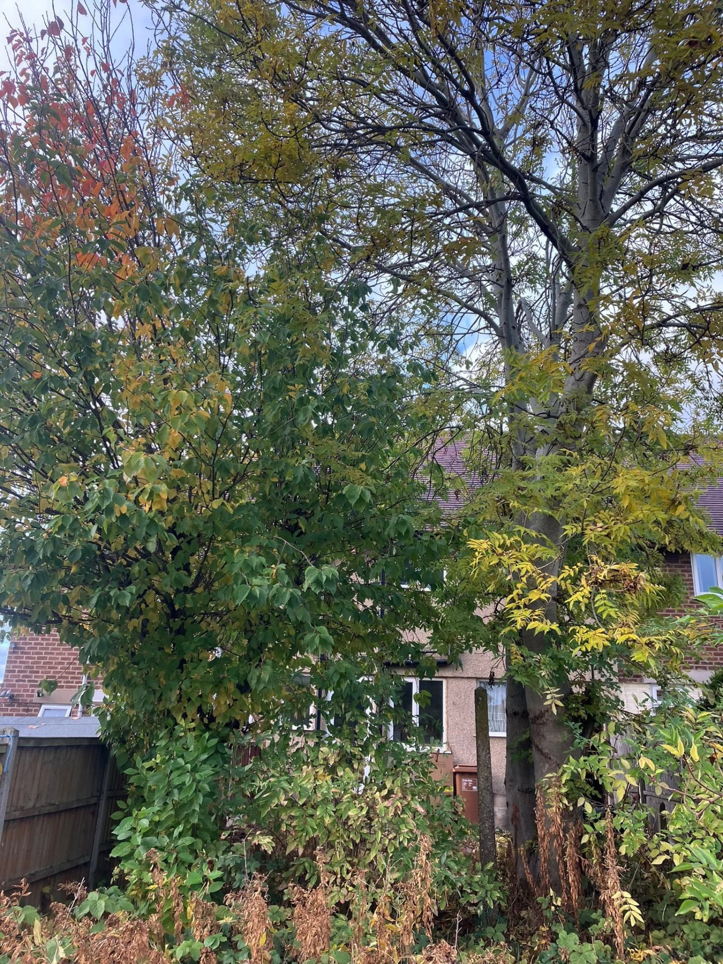 garden clearance before photo | Roberts Roots tree surgeon, Kettering