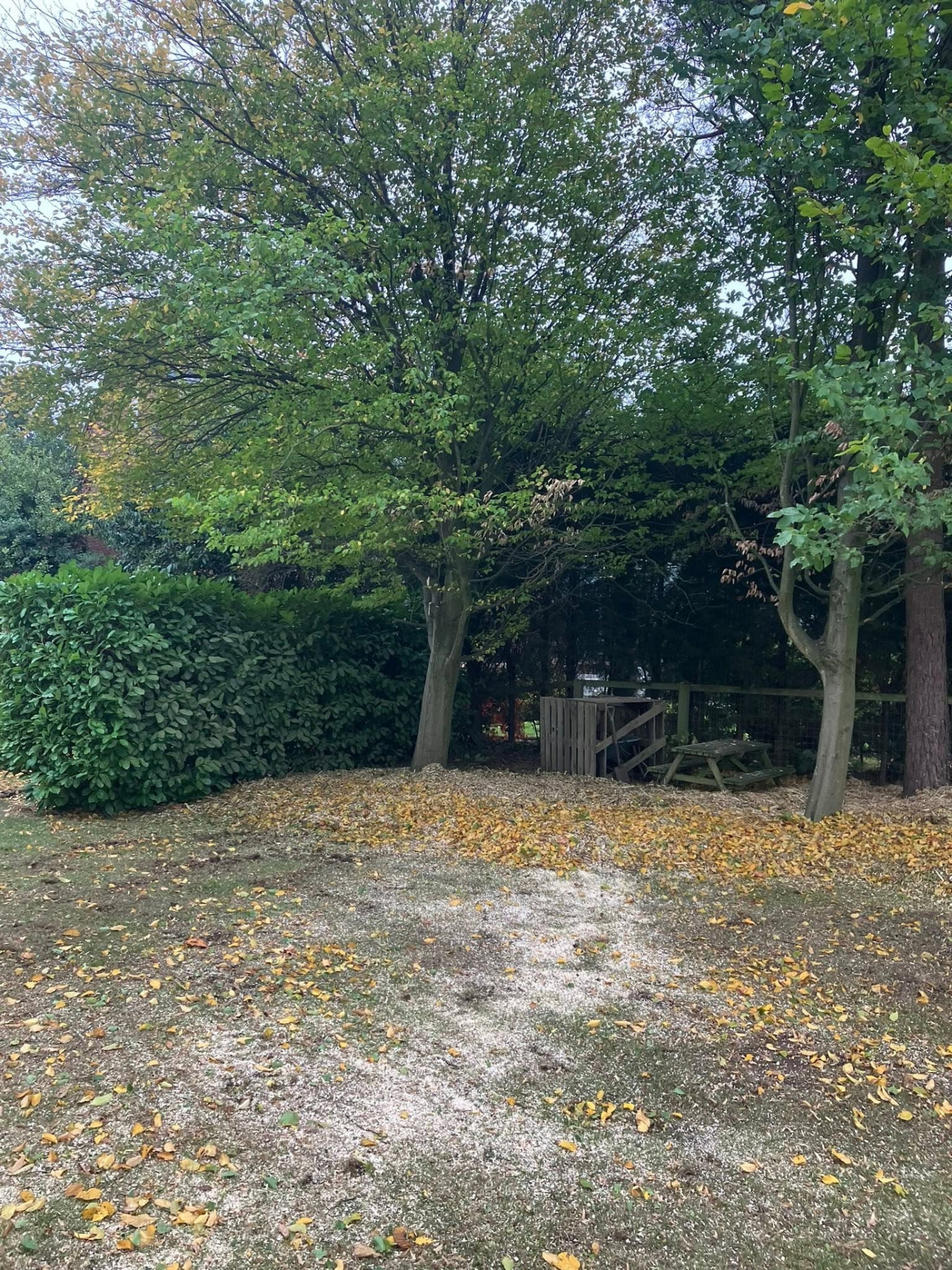 tree removal after photo | Roberts Roots tree surgeon, Kettering