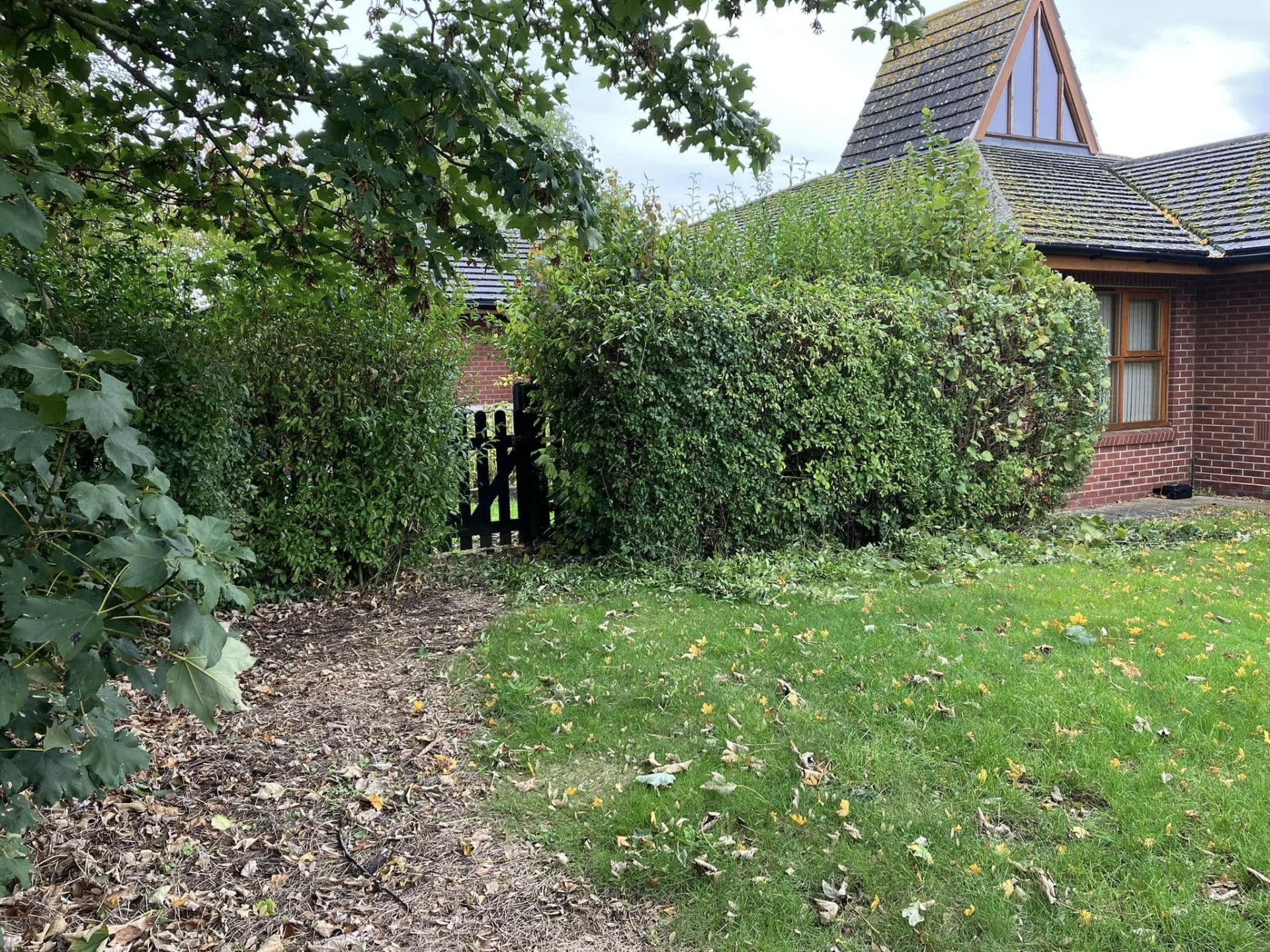 hedge cutting before photo | Roberts Roots tree surgeon, Kettering
