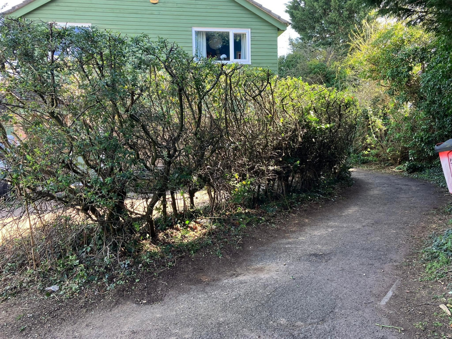 hedge cutting after photo | Roberts Roots tree surgeon, Kettering