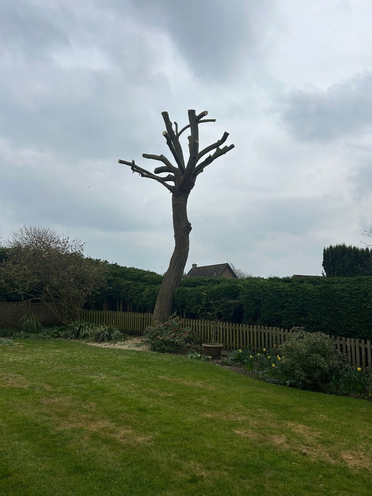 tree reduction after photo | Roberts Roots tree surgeon, Kettering