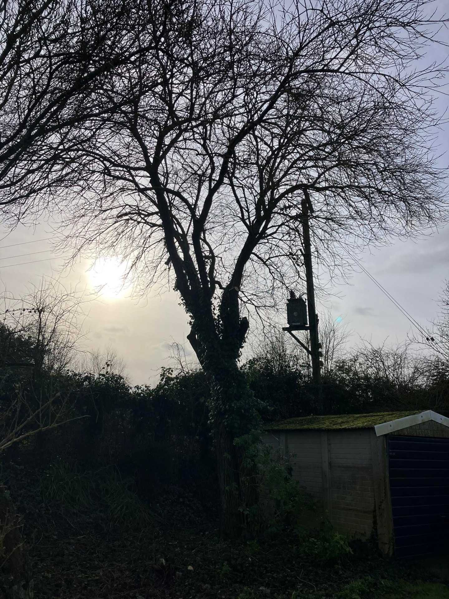 tree reduction after photo | Roberts Roots tree surgeon, Kettering