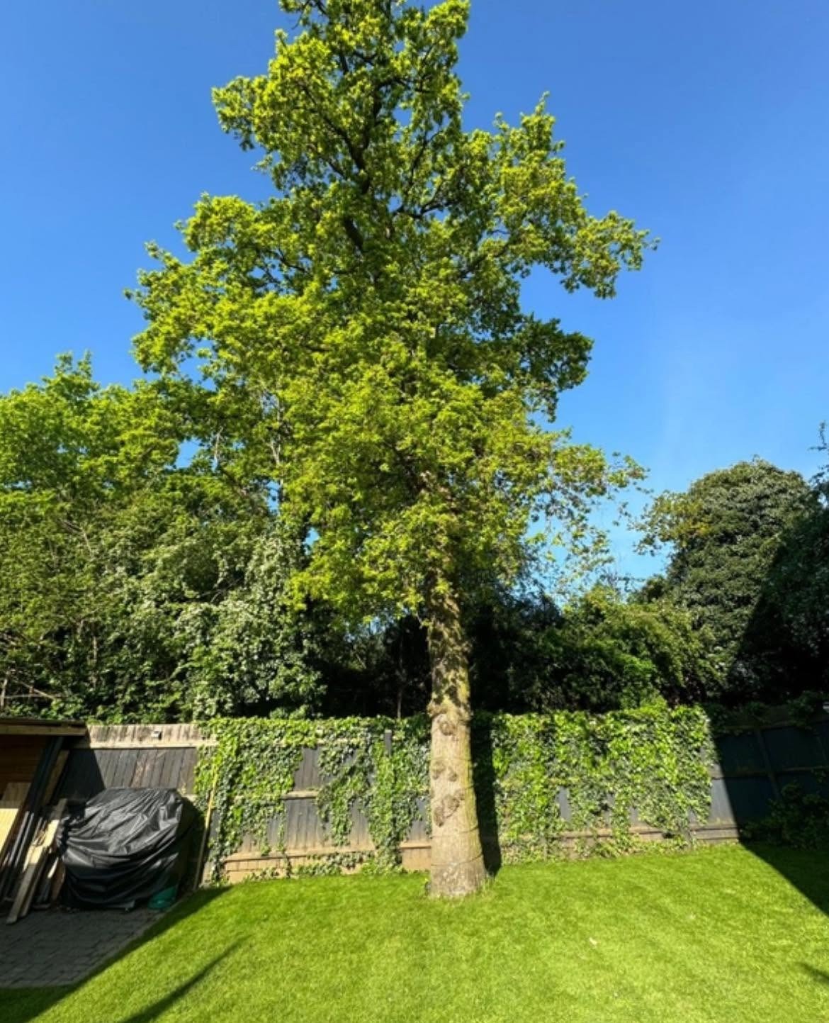 tree removal before photo | Roberts Roots tree surgeon, Kettering