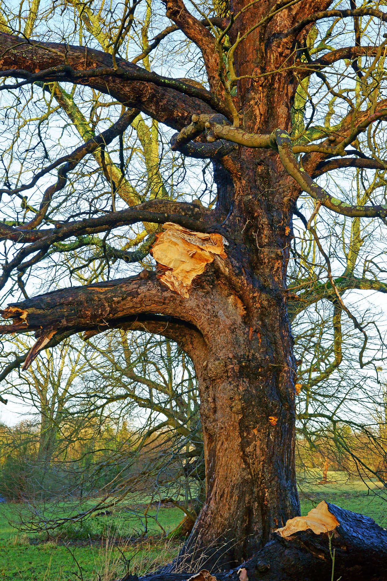 Mature tree with storm-torn limbs and split wood needing 24/7 emergency tree surgery