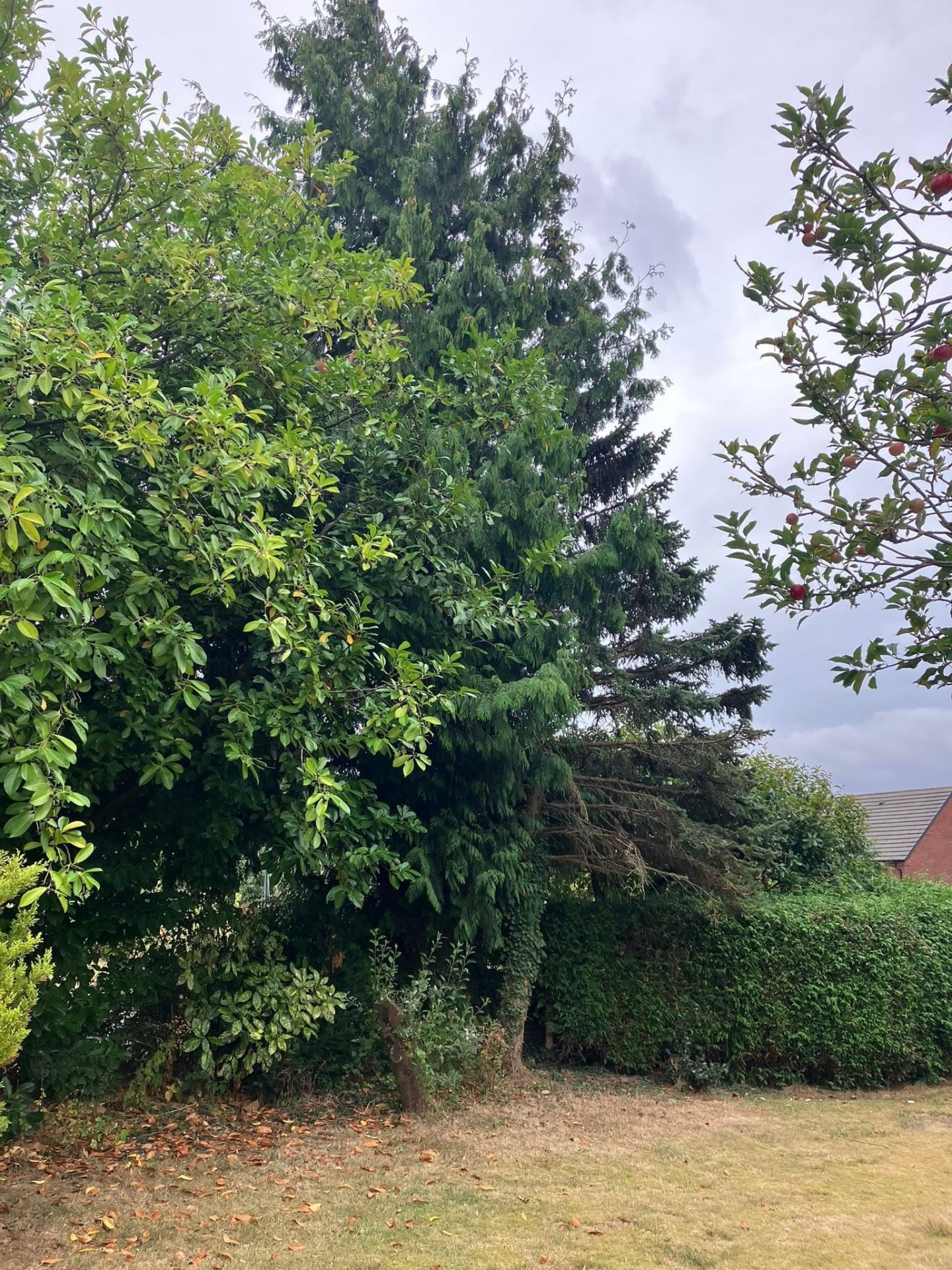 tree removal before photo | Roberts Roots tree surgeon, Kettering