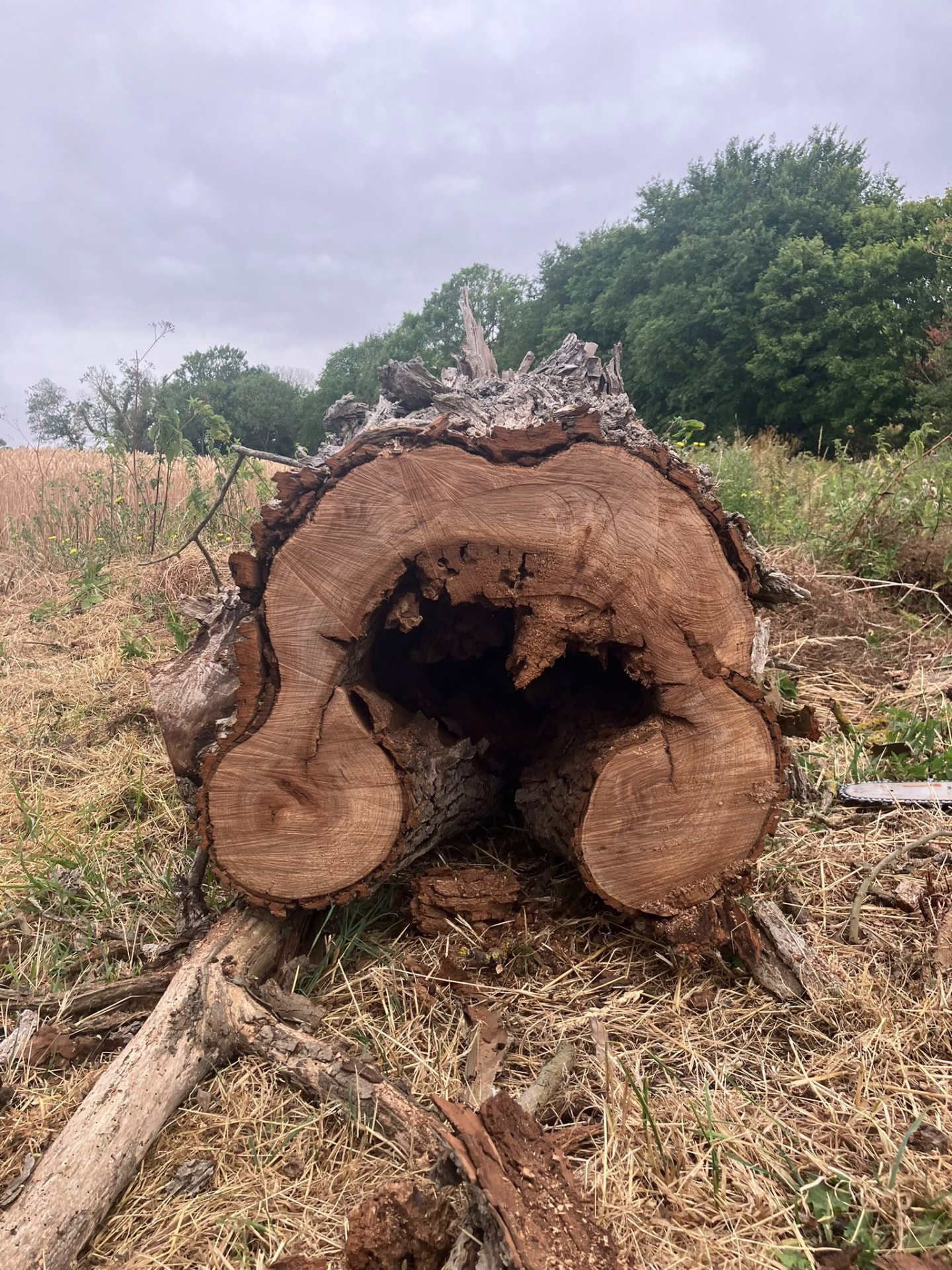 Hollow, decayed trunk cut through after the tree was removed from a field edge near Kettering