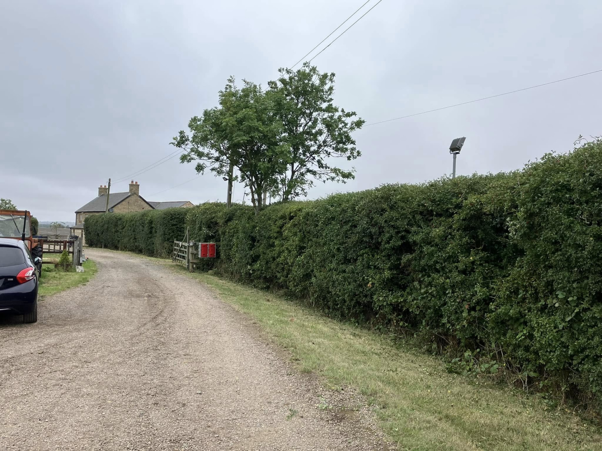 Hawthorn hedge along a farm track cut neat and square after hedge cutting