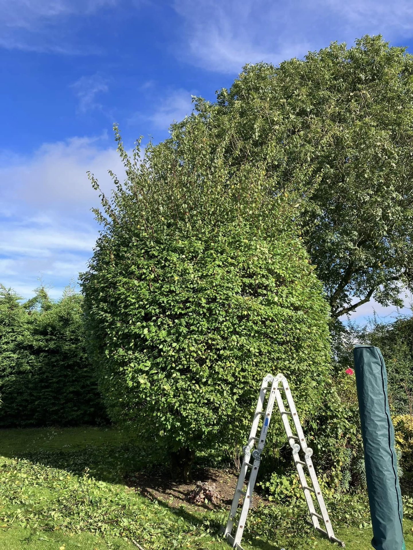 tree reduction before photo | Roberts Roots tree surgeon, Kettering