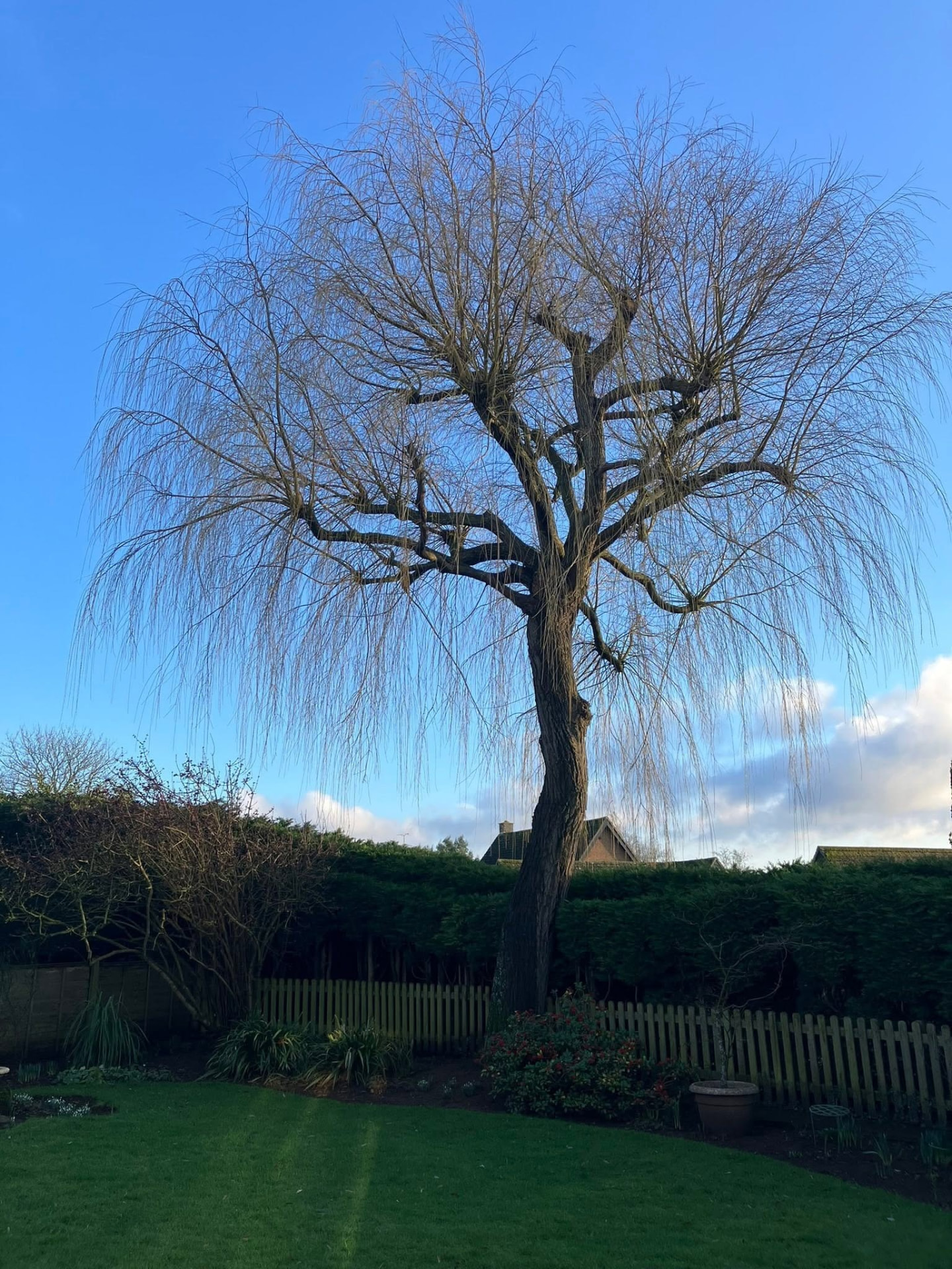 tree reduction before photo | Roberts Roots tree surgeon, Kettering