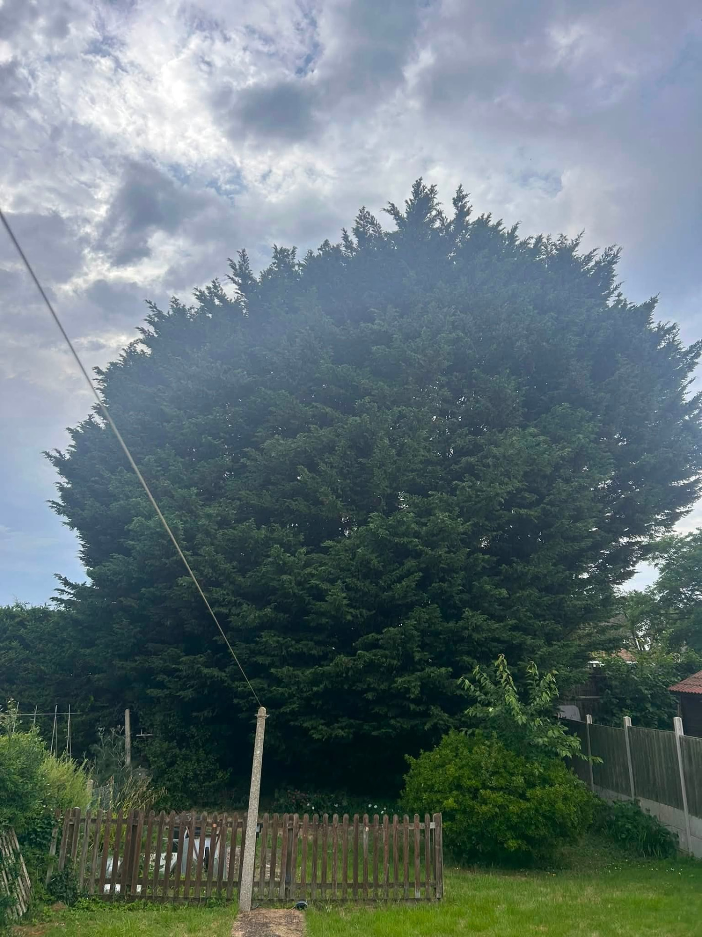 tree removal before photo | Roberts Roots tree surgeon, Kettering