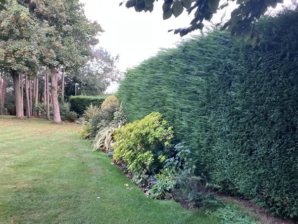 hedge cutting before photo | Roberts Roots tree surgeon, Kettering