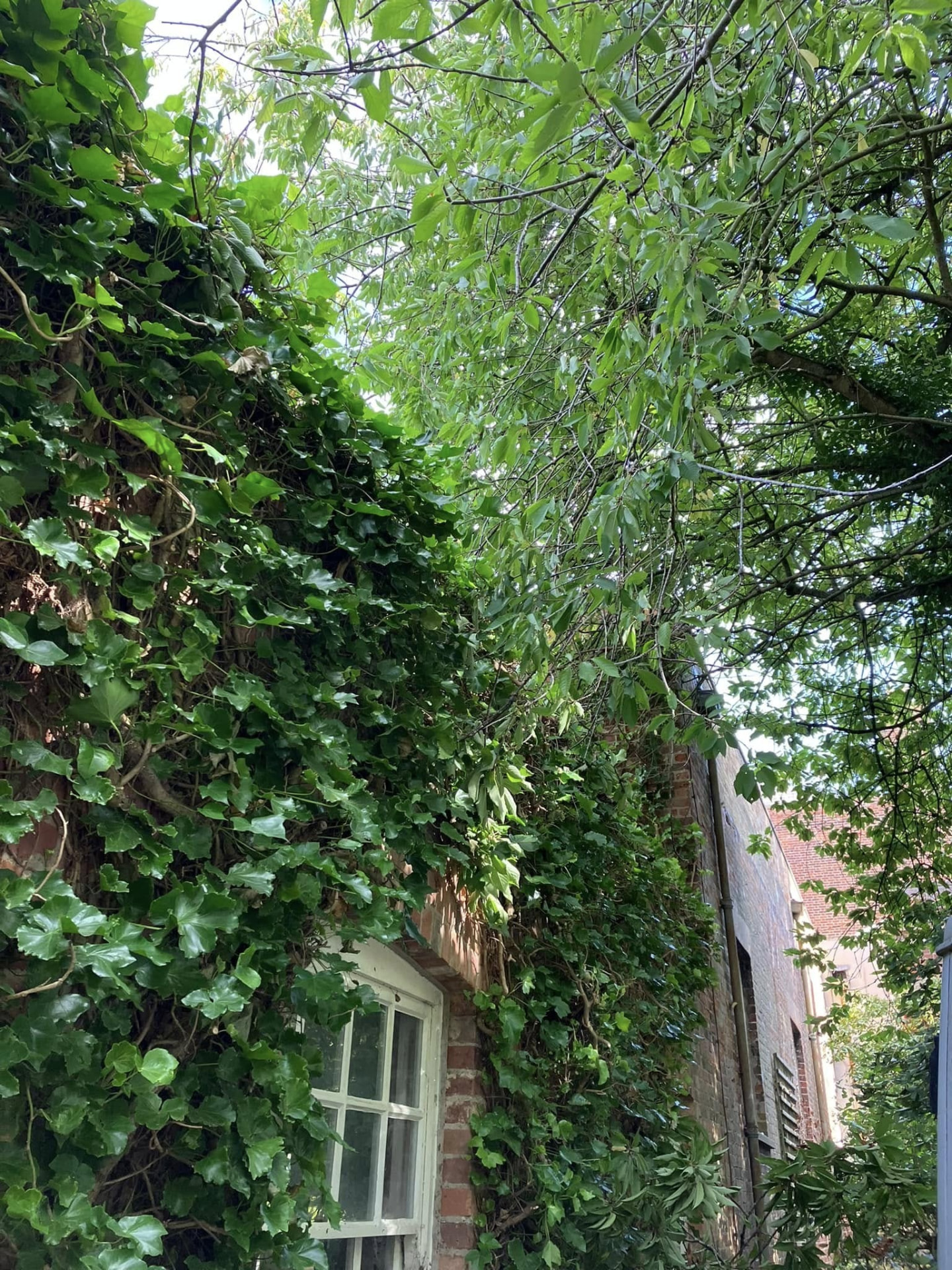 tree reduction before photo | Roberts Roots tree surgeon, Kettering