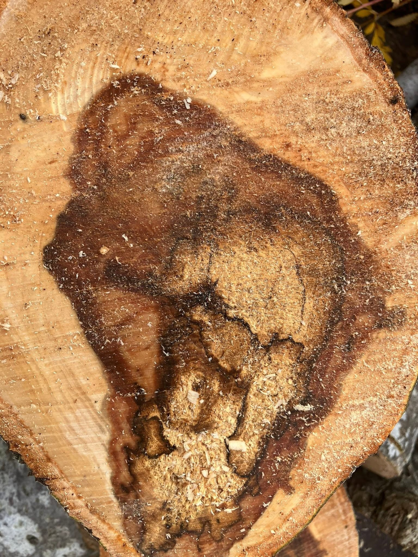 Cross-section of a felled trunk showing internal decay and deadwood