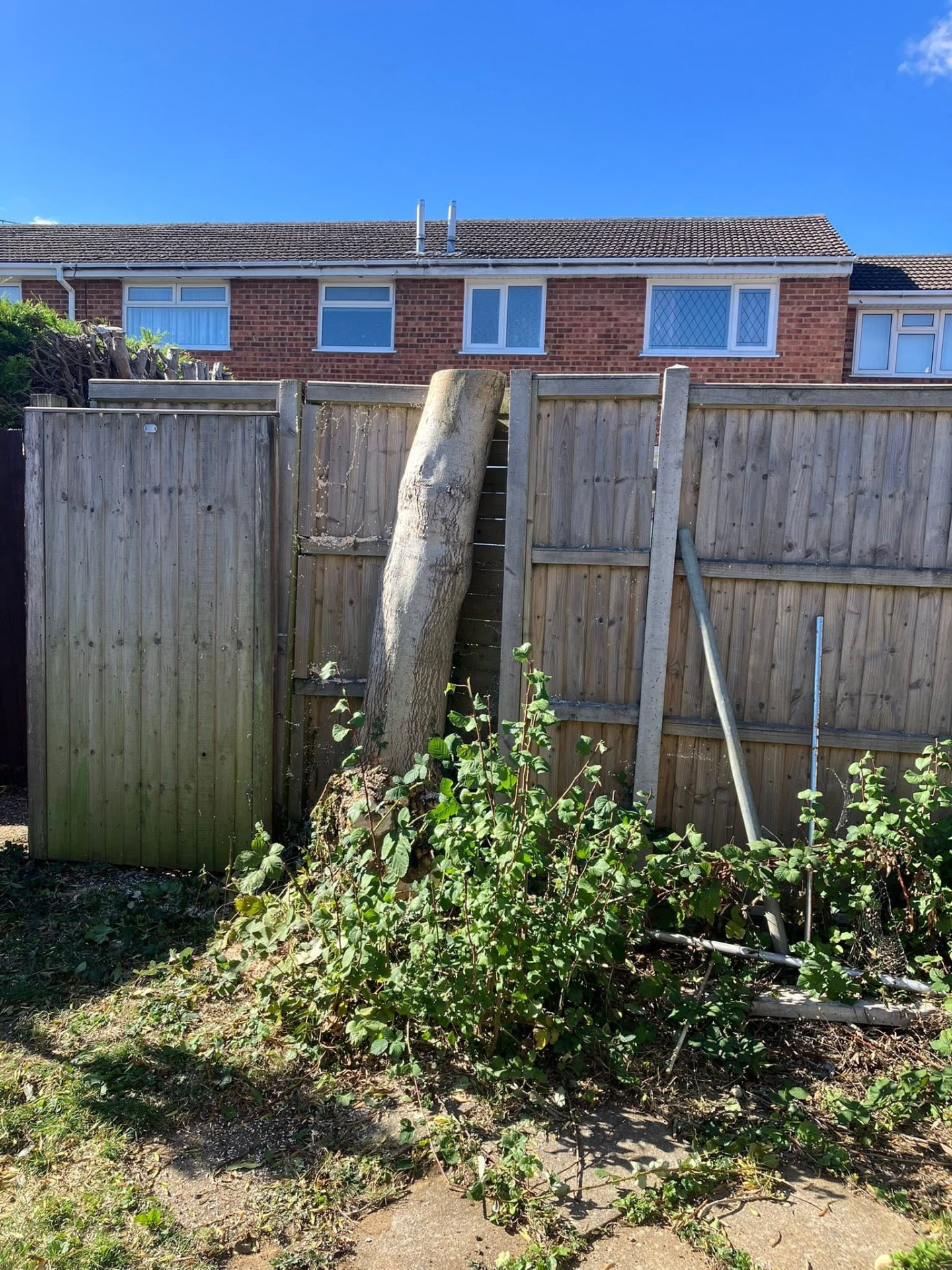 tree removal during photo | Roberts Roots tree surgeon, Kettering