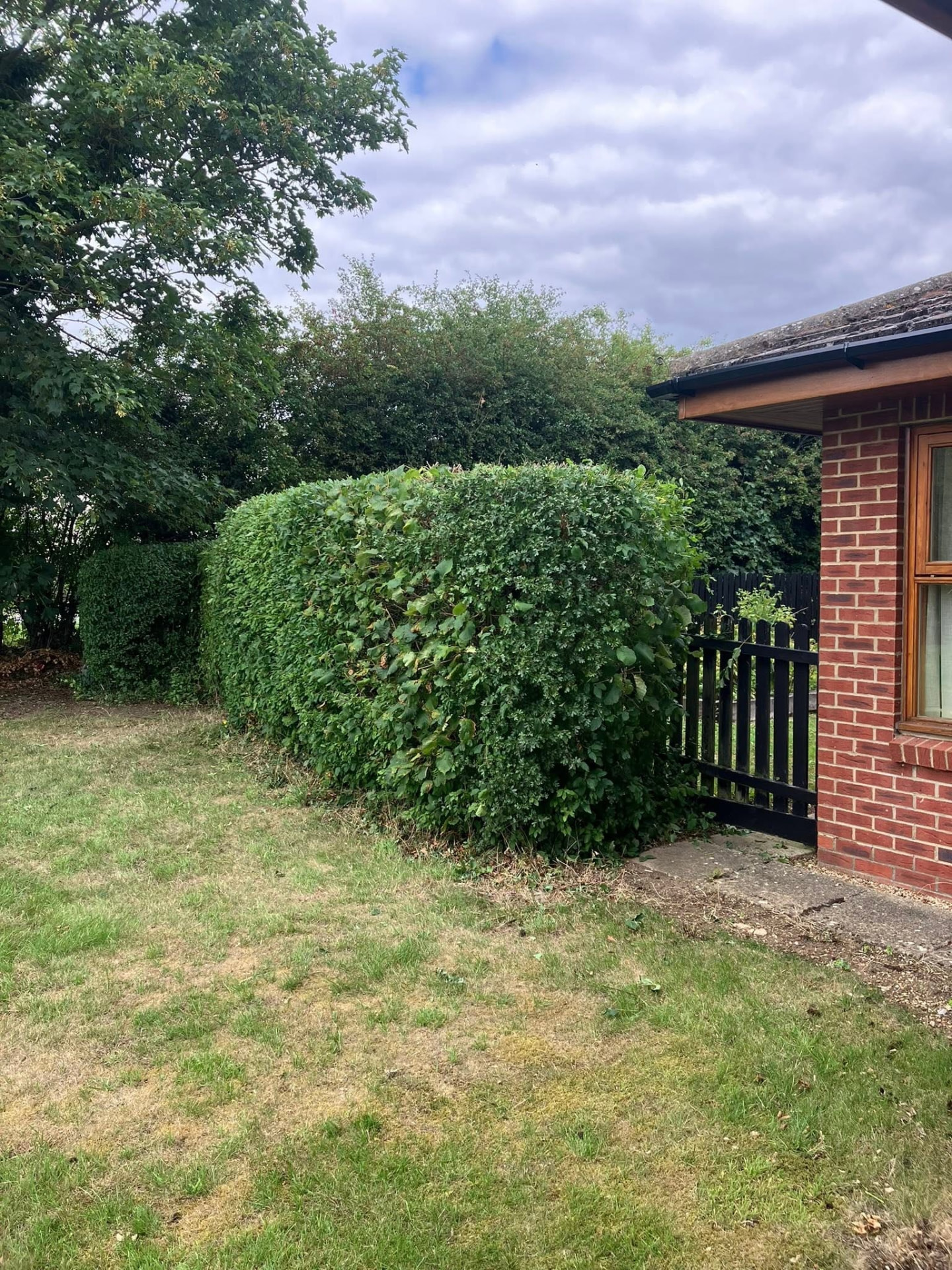 hedge cutting after photo | Roberts Roots tree surgeon, Kettering