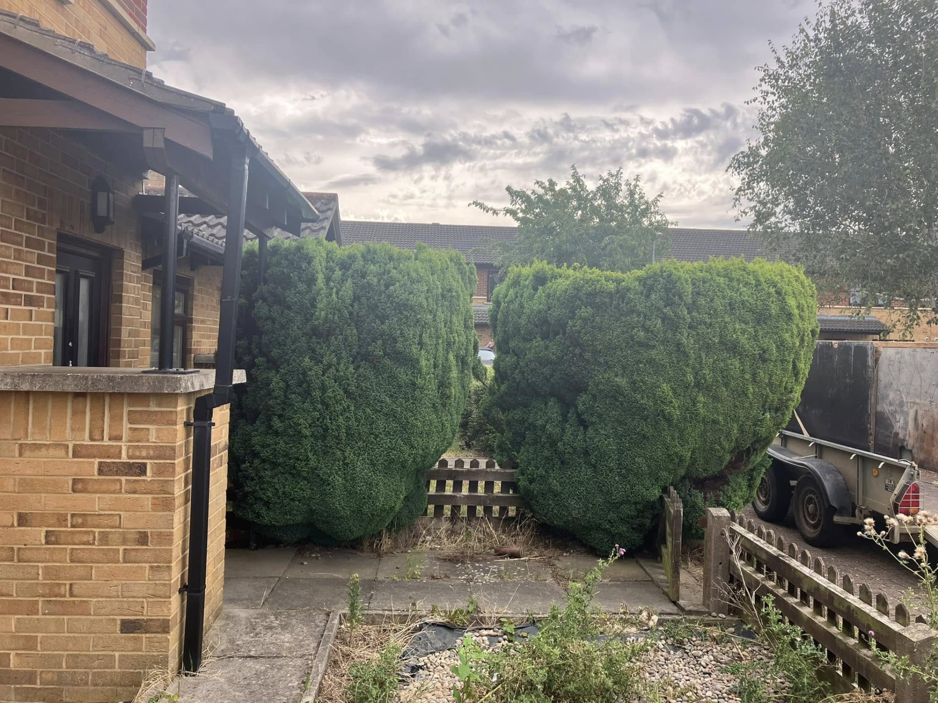 hedge cutting before photo | Roberts Roots tree surgeon, Kettering